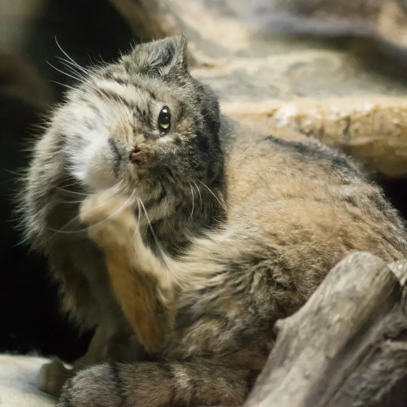 A photograph of Primula in Ueno Zoological Gardens
