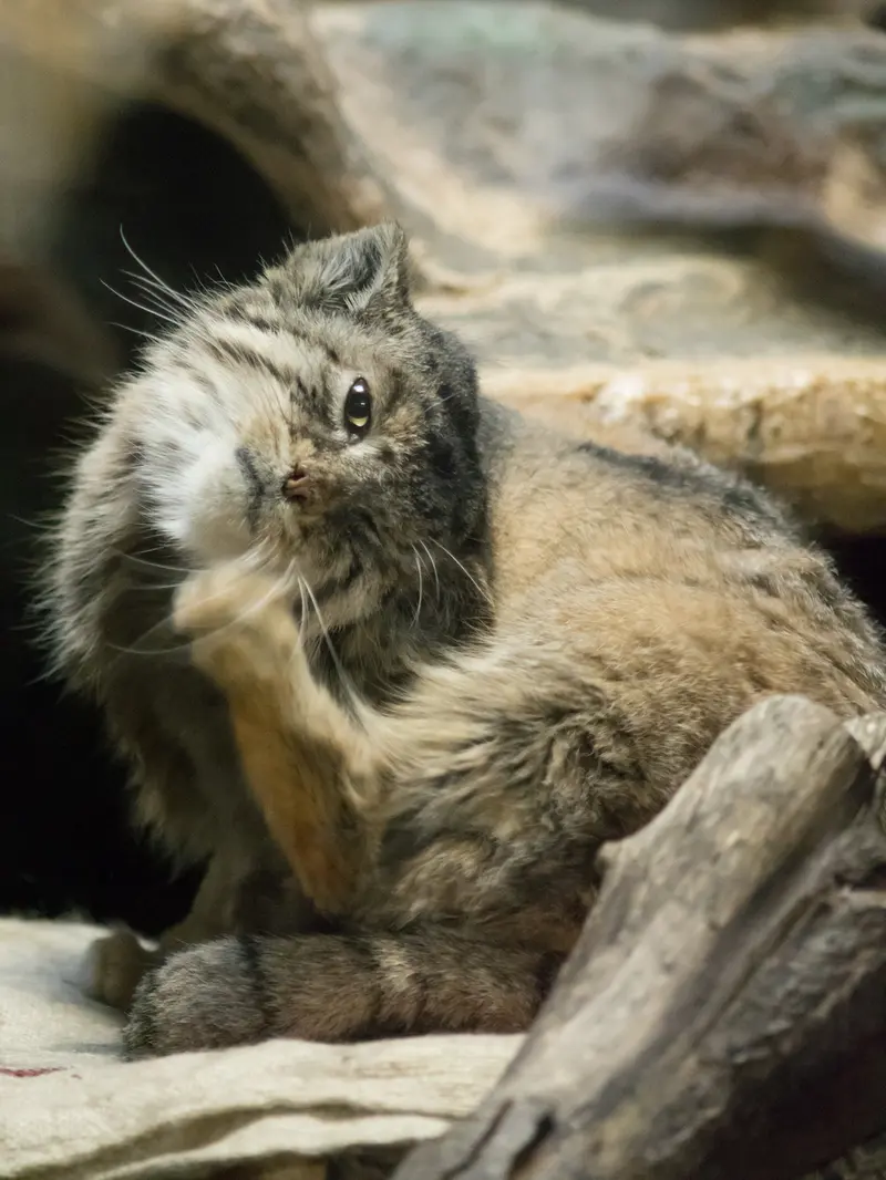 A photograph of Primula in Ueno Zoological Gardens