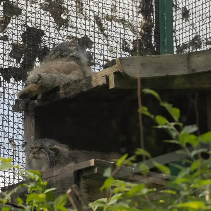 A photograph of Borsika and Bohus in Budapest Zoo & Botanical Garden