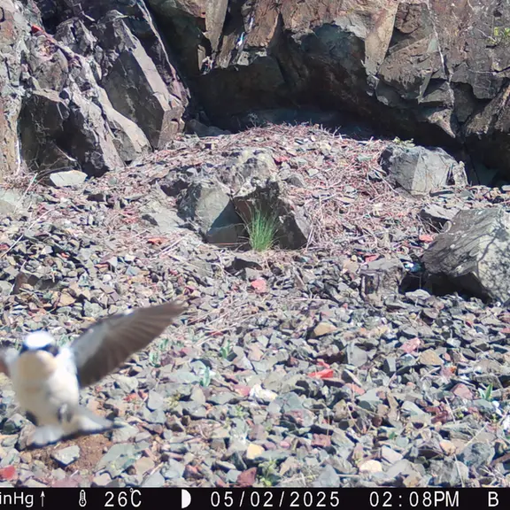 A photograph of a Pallas's cat from Egizkara [new] camera trap