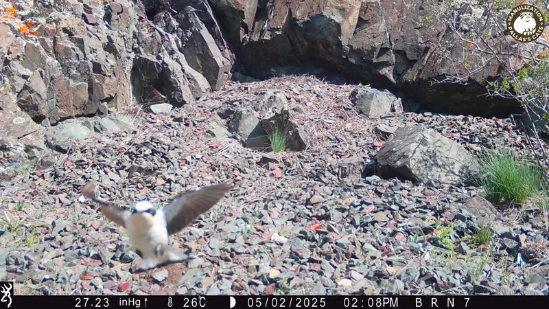 A photograph of a Pallas's cat from Egizkara [new] camera trap
