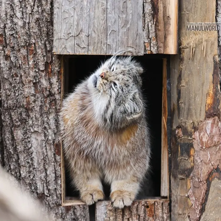 A photograph of Kai in Red River Zoo