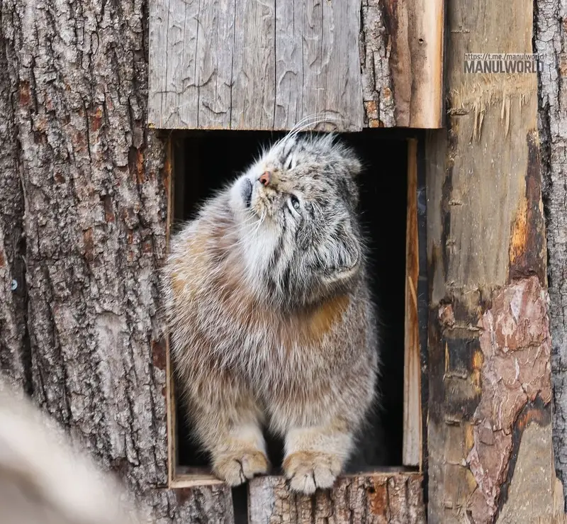 A photograph of Kai in Red River Zoo