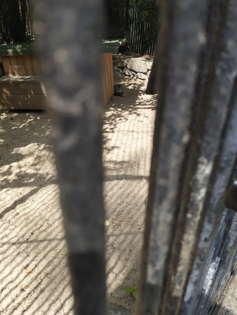 A photograph of a Pallas's cat in Novosibirsk Zoo