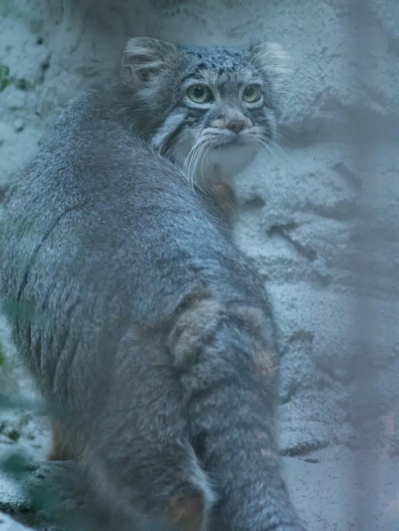 A photograph of Figa in Nogeyama Zoo