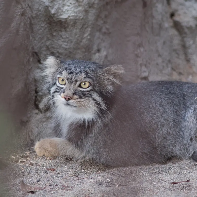 A photograph of Figa in Nogeyama Zoo