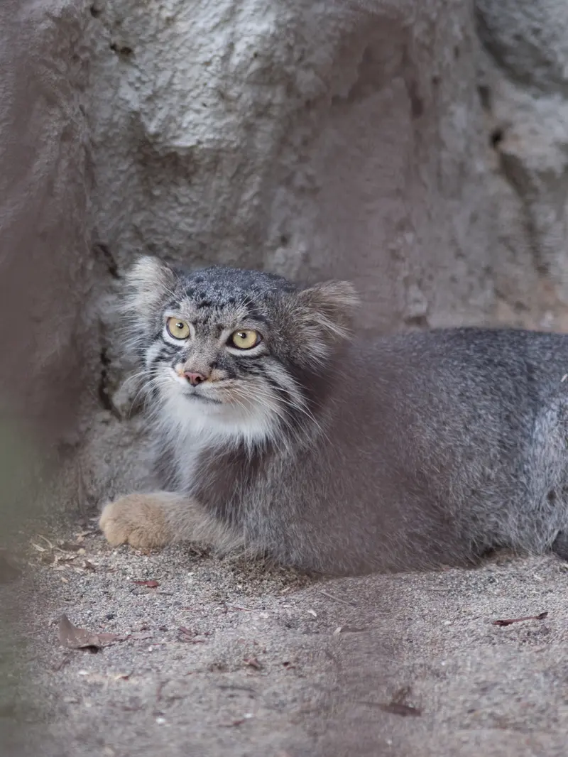 A photograph of Figa in Nogeyama Zoo