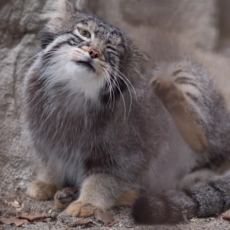 A photograph of Figa in Nogeyama Zoo