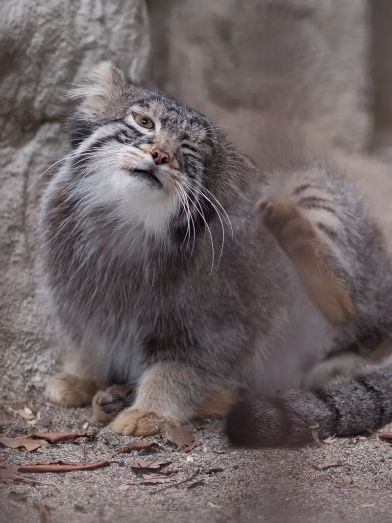 A photograph of Figa in Nogeyama Zoo