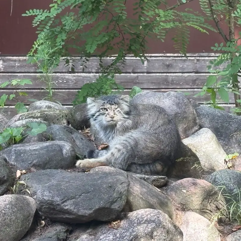 A photograph of Bozenka in Poznan New Zoo