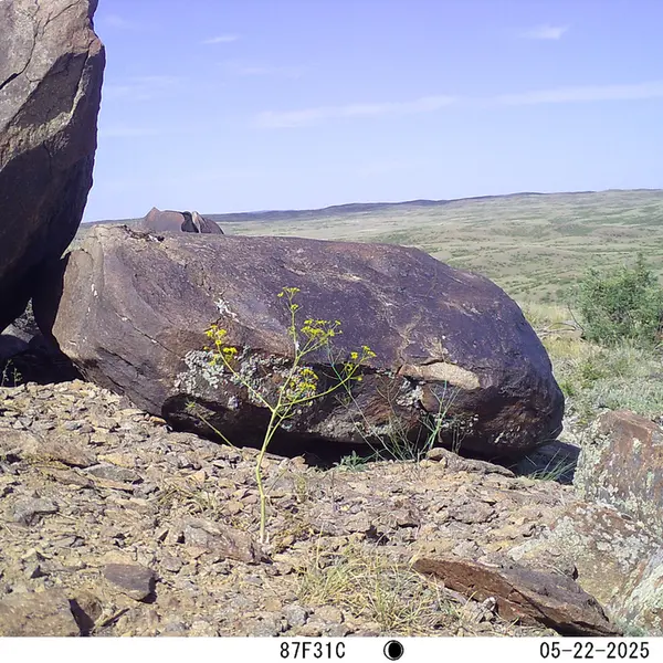 A photograph of a Pallas's cat from Koshkar camera trap
