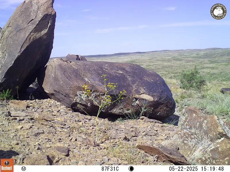 A photograph of a Pallas&#039;s cat from Koshkar camera trap