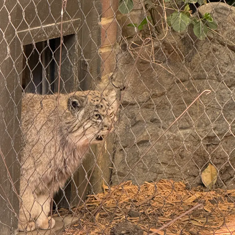 A photograph of Batu in Prospect Park Zoo