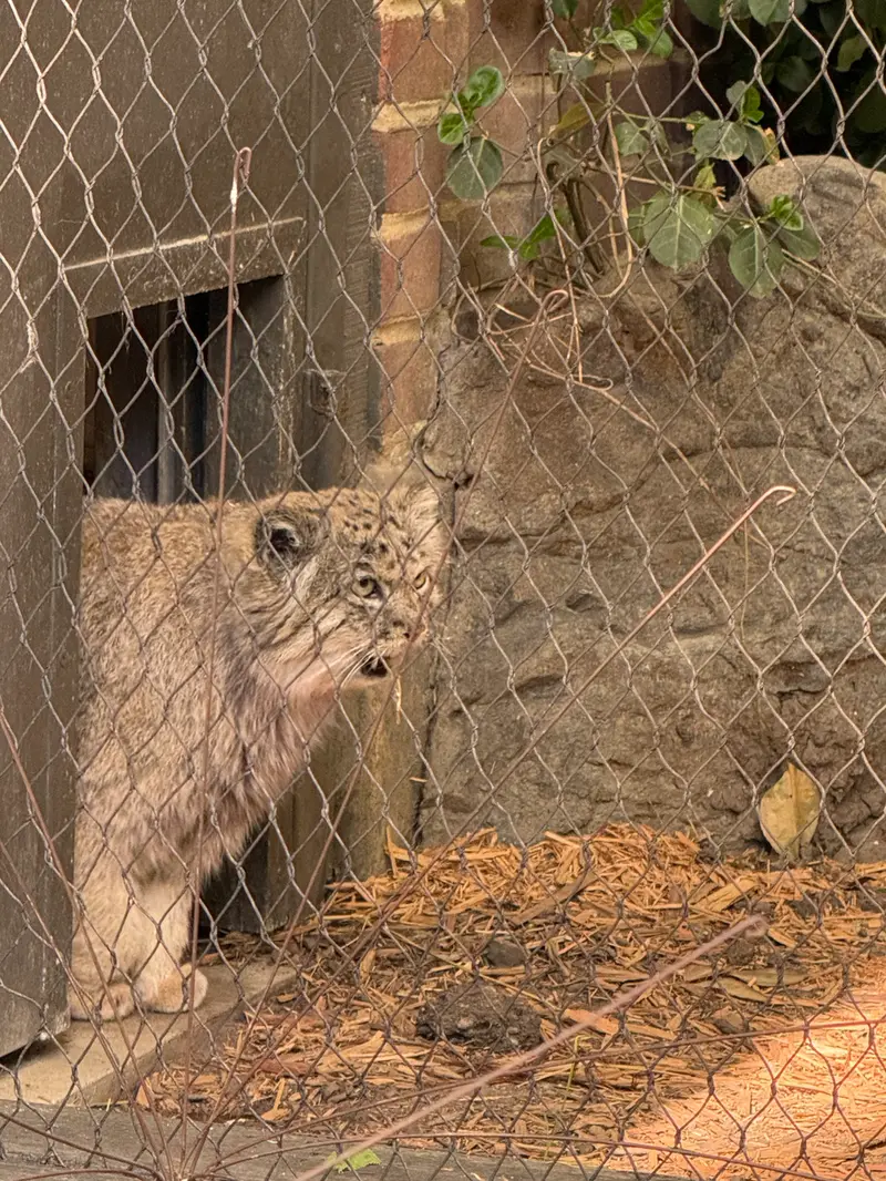A photograph of Batu in Prospect Park Zoo