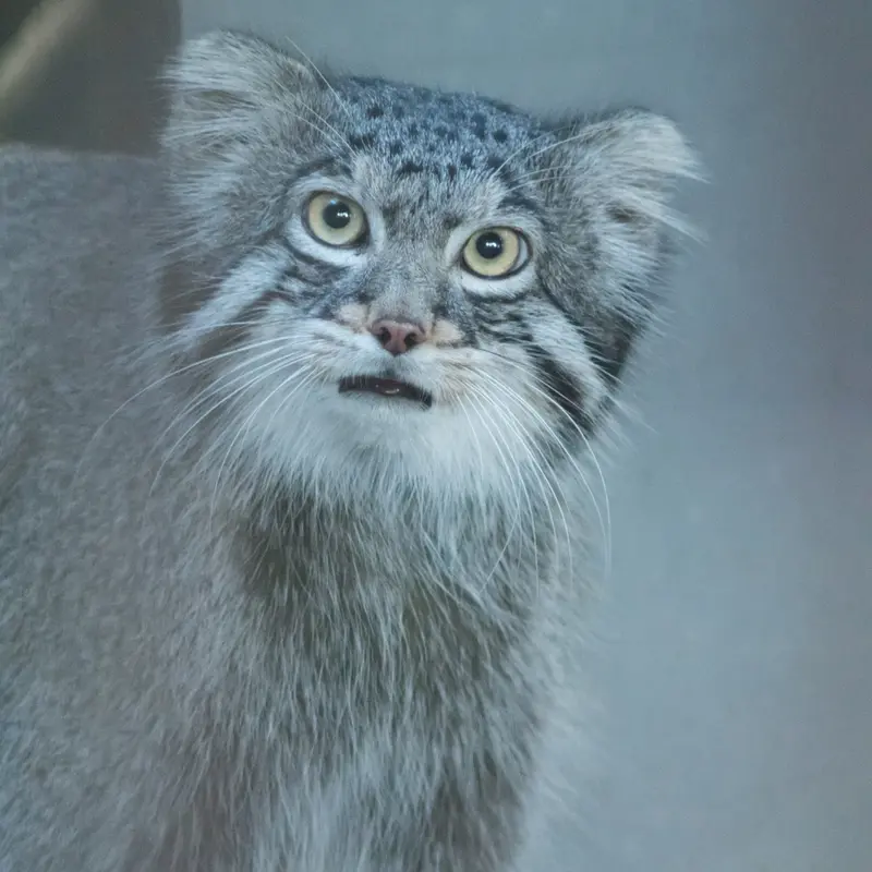 A photograph of Figa in Nogeyama Zoo