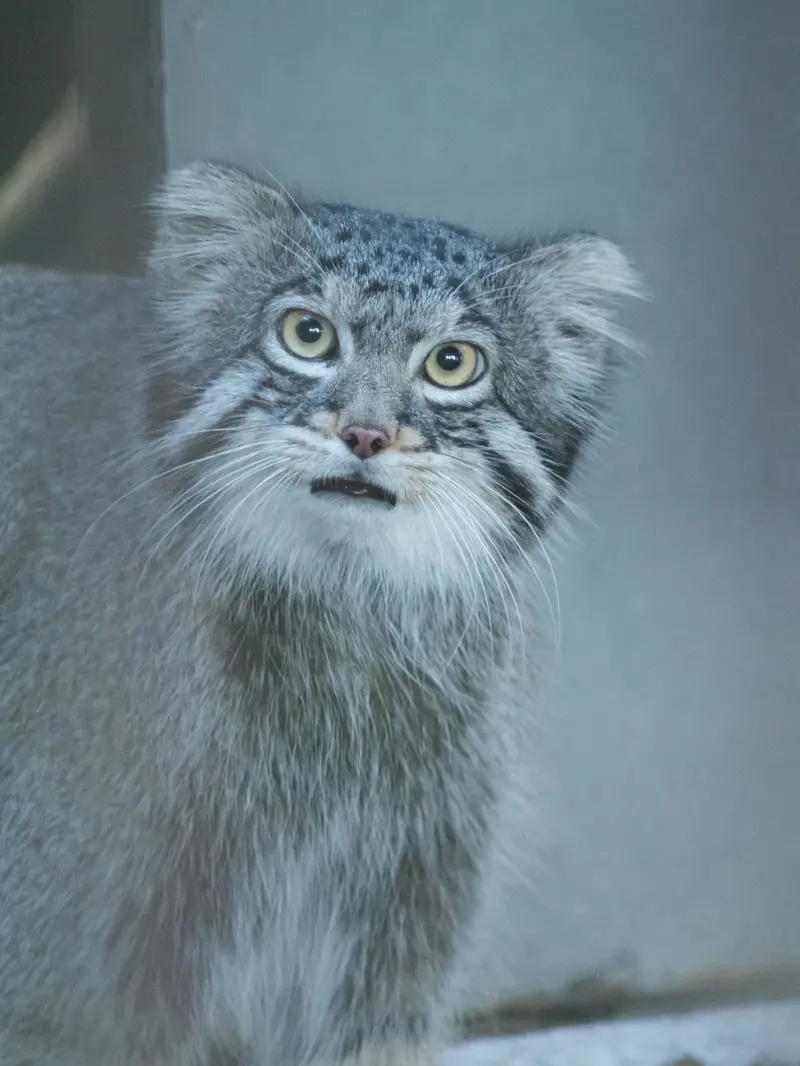 A photograph of Figa in Nogeyama Zoo