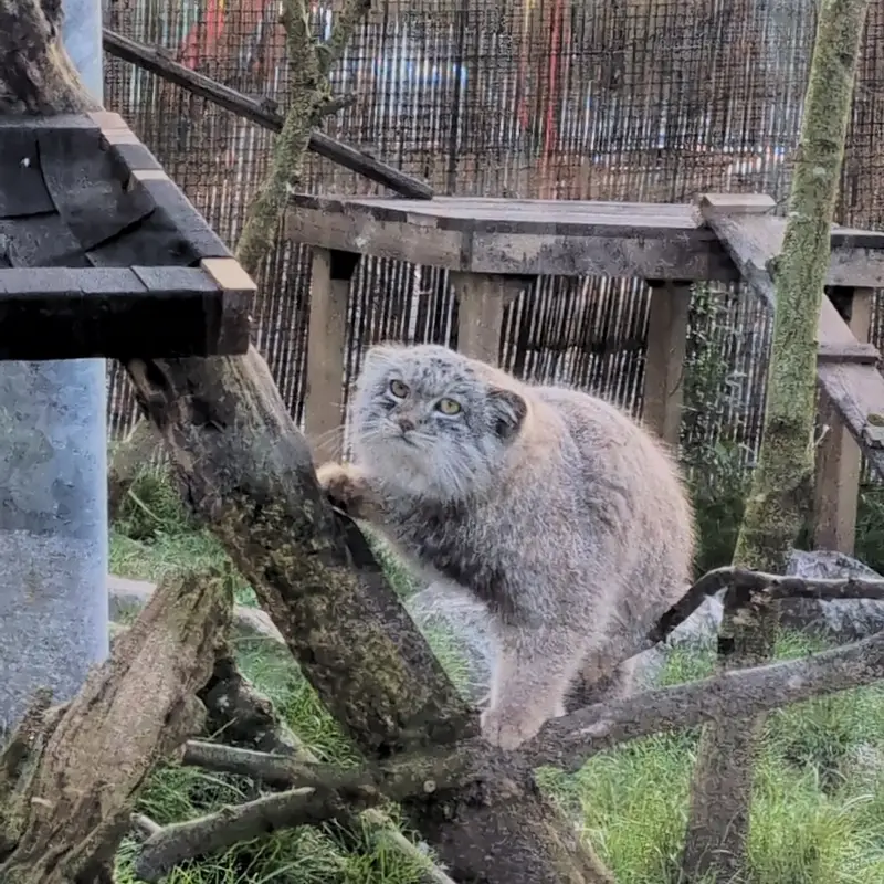 A photograph of Bat-Erdene in The Lakeland Wildlife Oasis