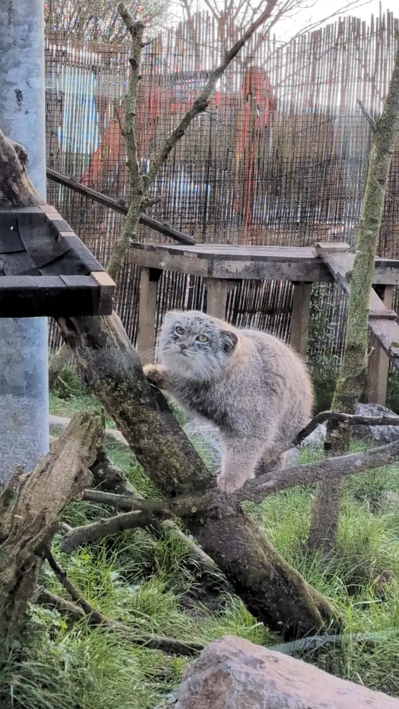 A photograph of Bat-Erdene in The Lakeland Wildlife Oasis