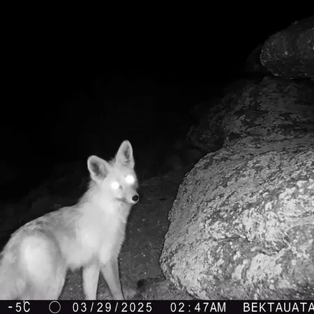 A photograph of Red fox from Bektauata 2 camera trap