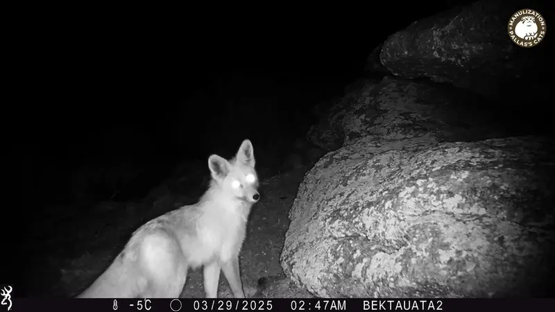 A photograph of Red fox from Bektauata 2 camera trap