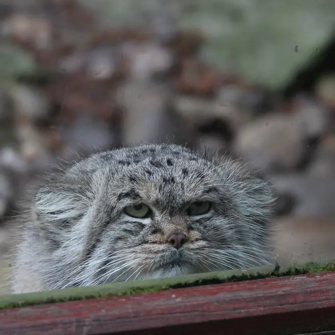 A photograph of Buck in Banham Zoo