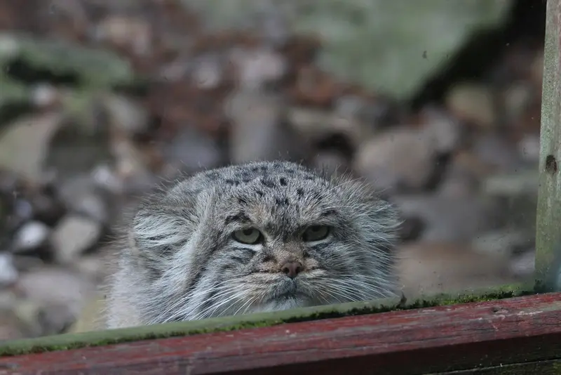 A photograph of Buck in Banham Zoo