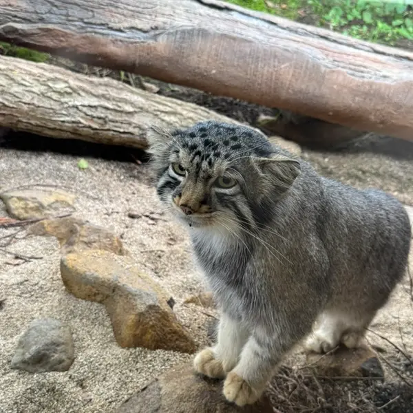A photograph of Nagomu in Nasu Animal Kingdom