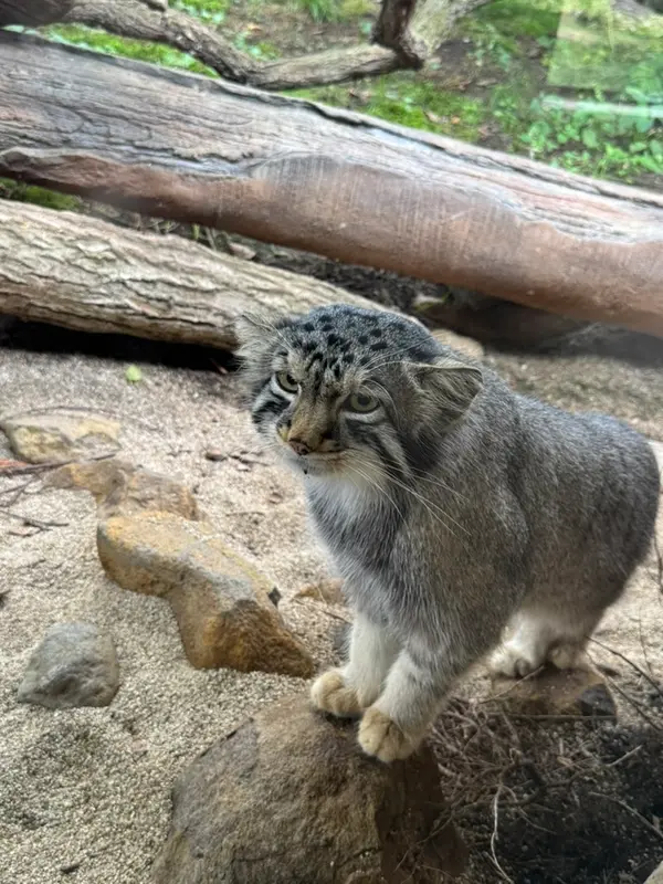 A photograph of Nagomu in Nasu Animal Kingdom