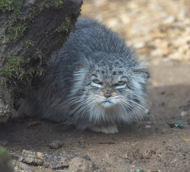 A photograph of a Pallas's cat