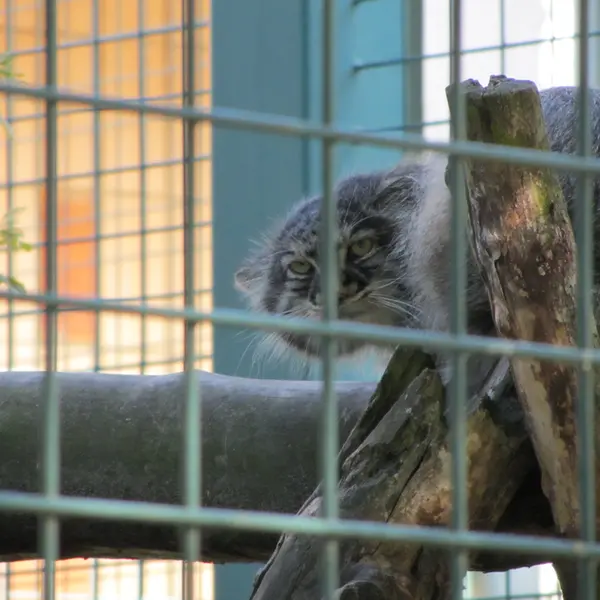 A photograph of a Pallas's cat in Tierpark Berlin