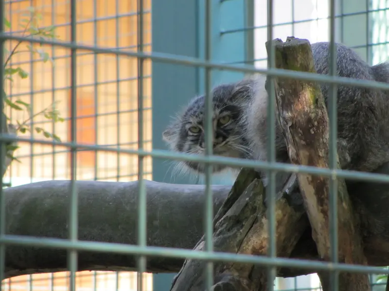 A photograph of a Pallas's cat in Tierpark Berlin