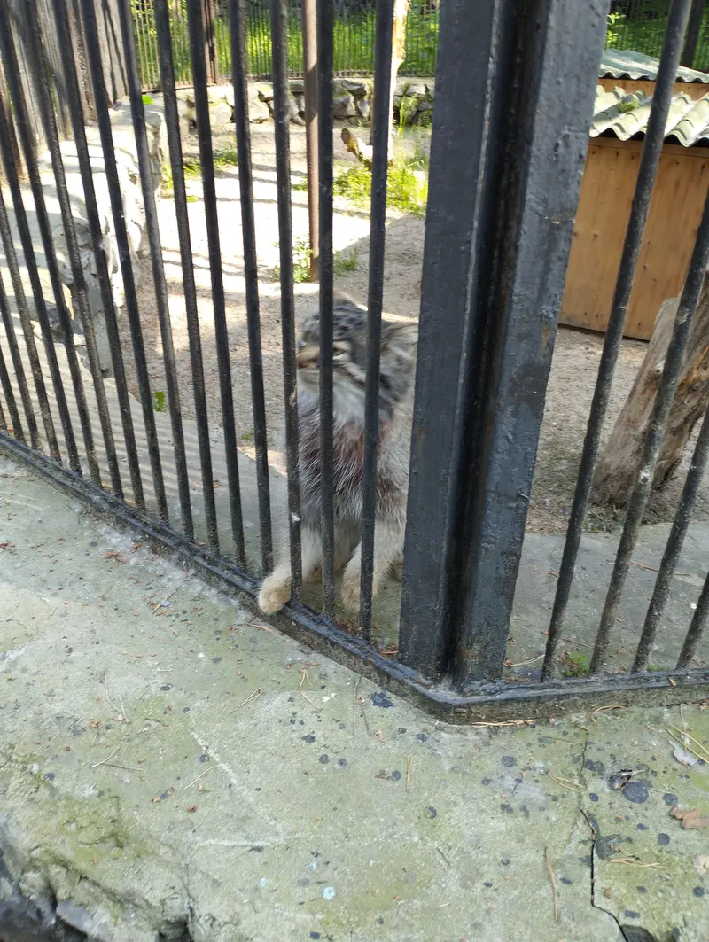 A photograph of a Pallas's cat in Novosibirsk Zoo