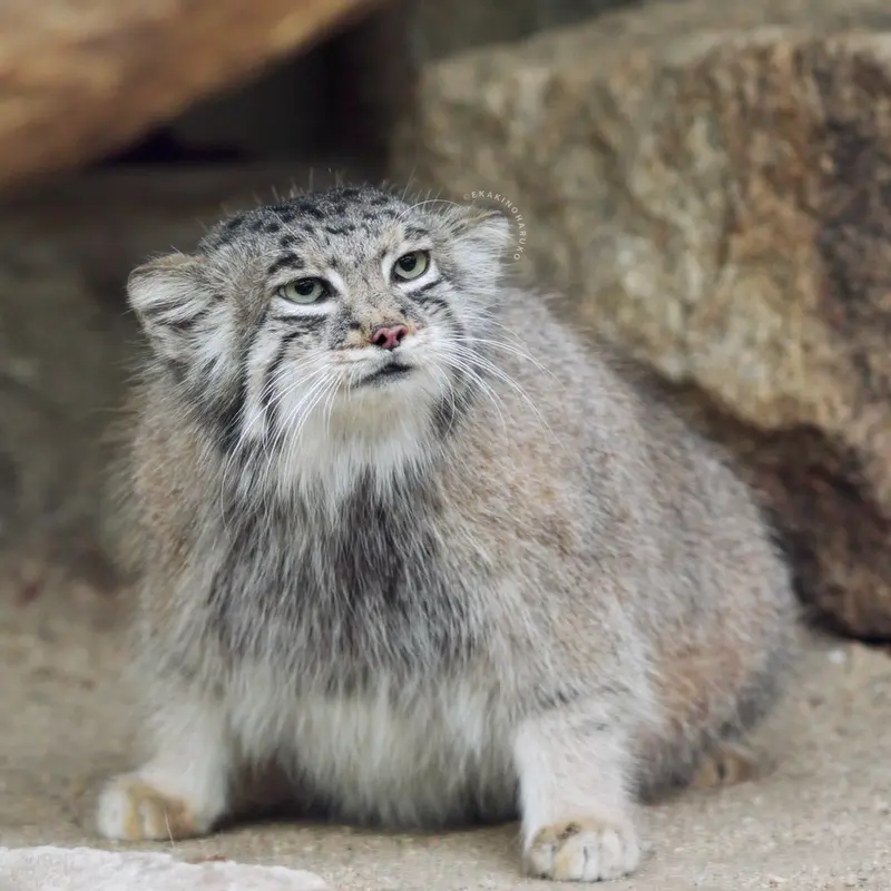 A photograph of Az in Kobe Animal Kingdom