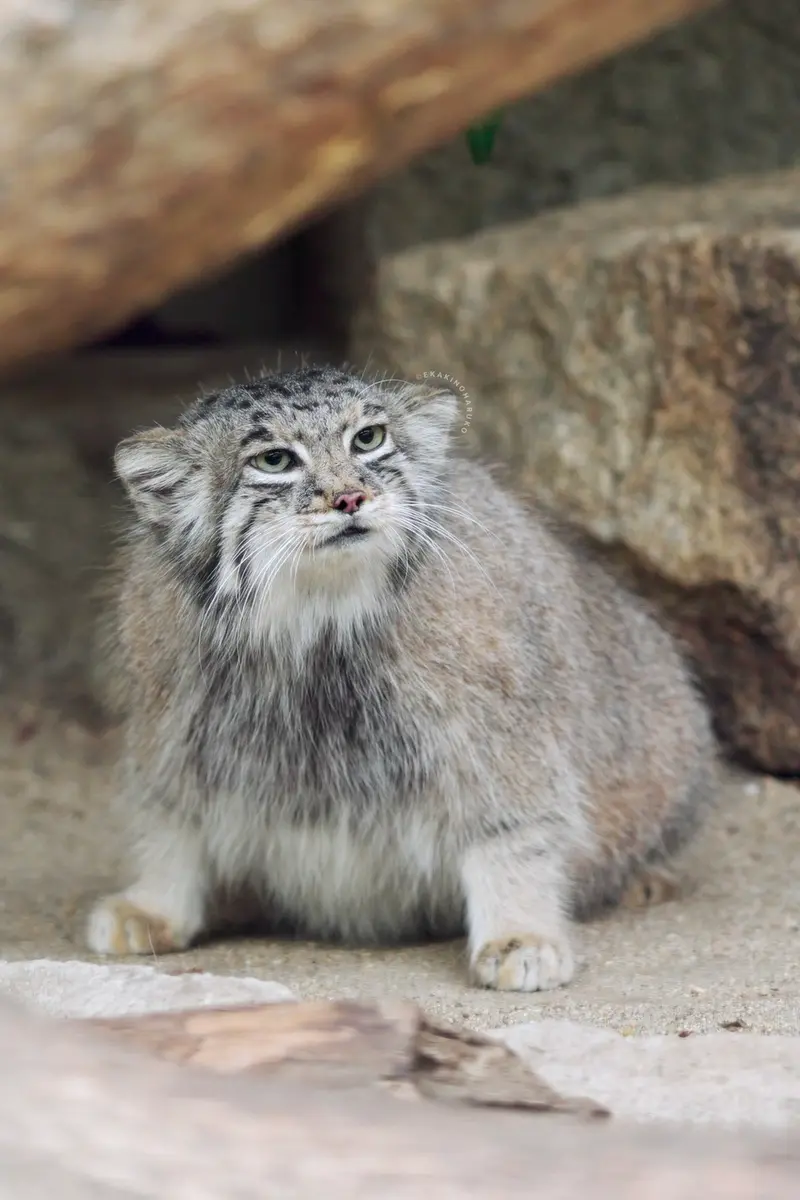 A photograph of Az in Kobe Animal Kingdom