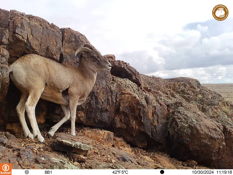 A photograph of Argali from Aktas-Kunkora camera trap