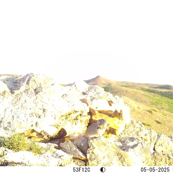 A photograph of Pika from Besshoky 1 camera trap