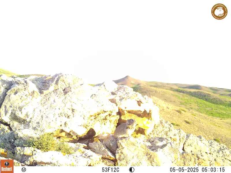 A photograph of Pika from Besshoky 1 camera trap