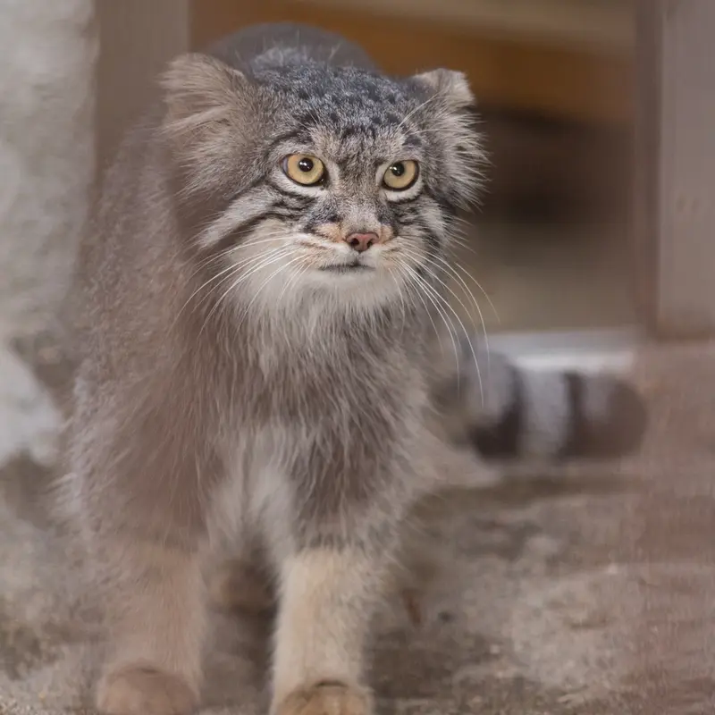 A photograph of Figa in Nogeyama Zoo