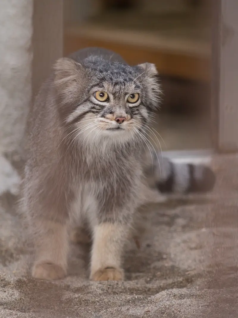 A photograph of Figa in Nogeyama Zoo