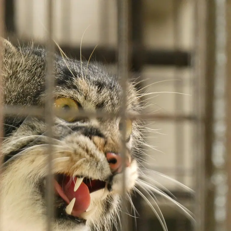 A photograph of Figa in Nogeyama Zoo
