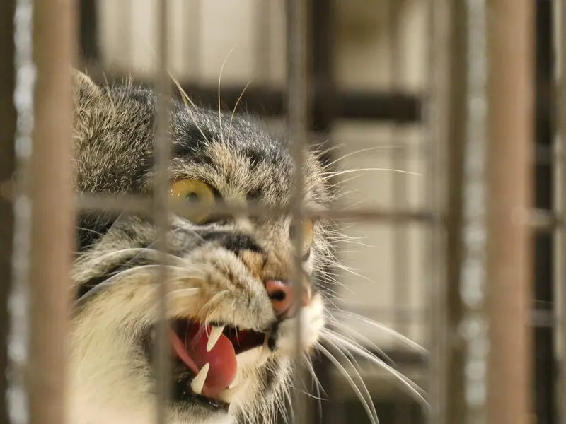 A photograph of Figa in Nogeyama Zoo