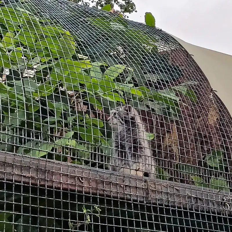A photograph of a Pallas's cat