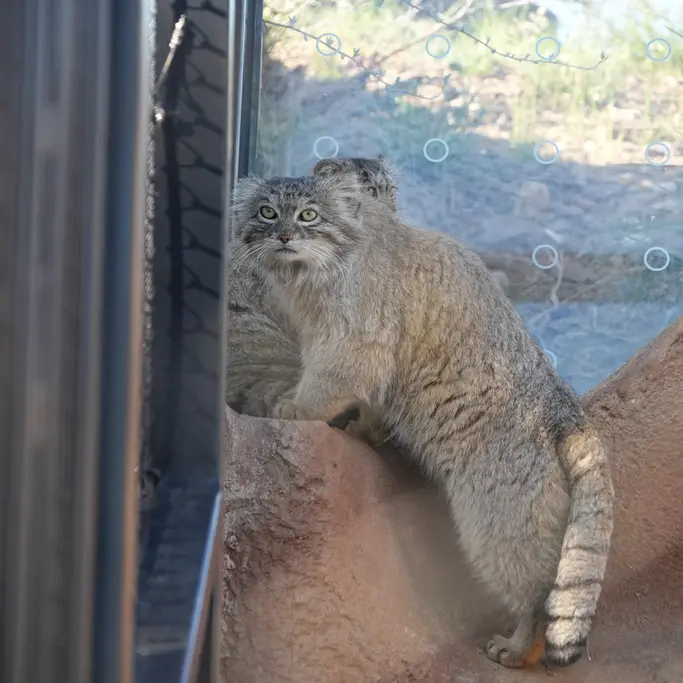 A photograph of Prinsessa and Spay in Prague Zoo