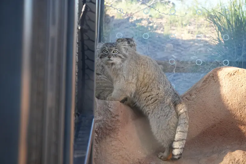 A photograph of Prinsessa and Spay in Prague Zoo