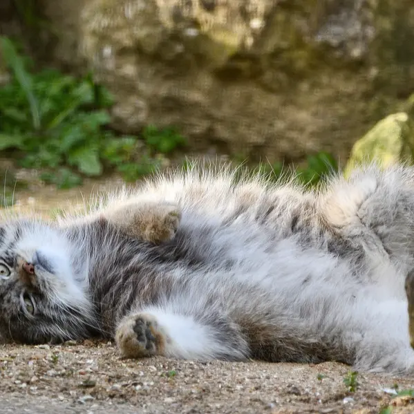 A photograph of Namuu in Port Lympne Wild Animal Park