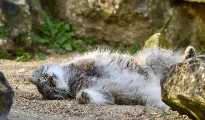A photograph of Namuu in Port Lympne Wild Animal Park