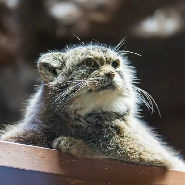 A photograph of Primula in Ueno Zoological Gardens