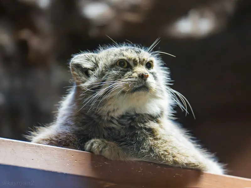 A photograph of Primula in Ueno Zoological Gardens