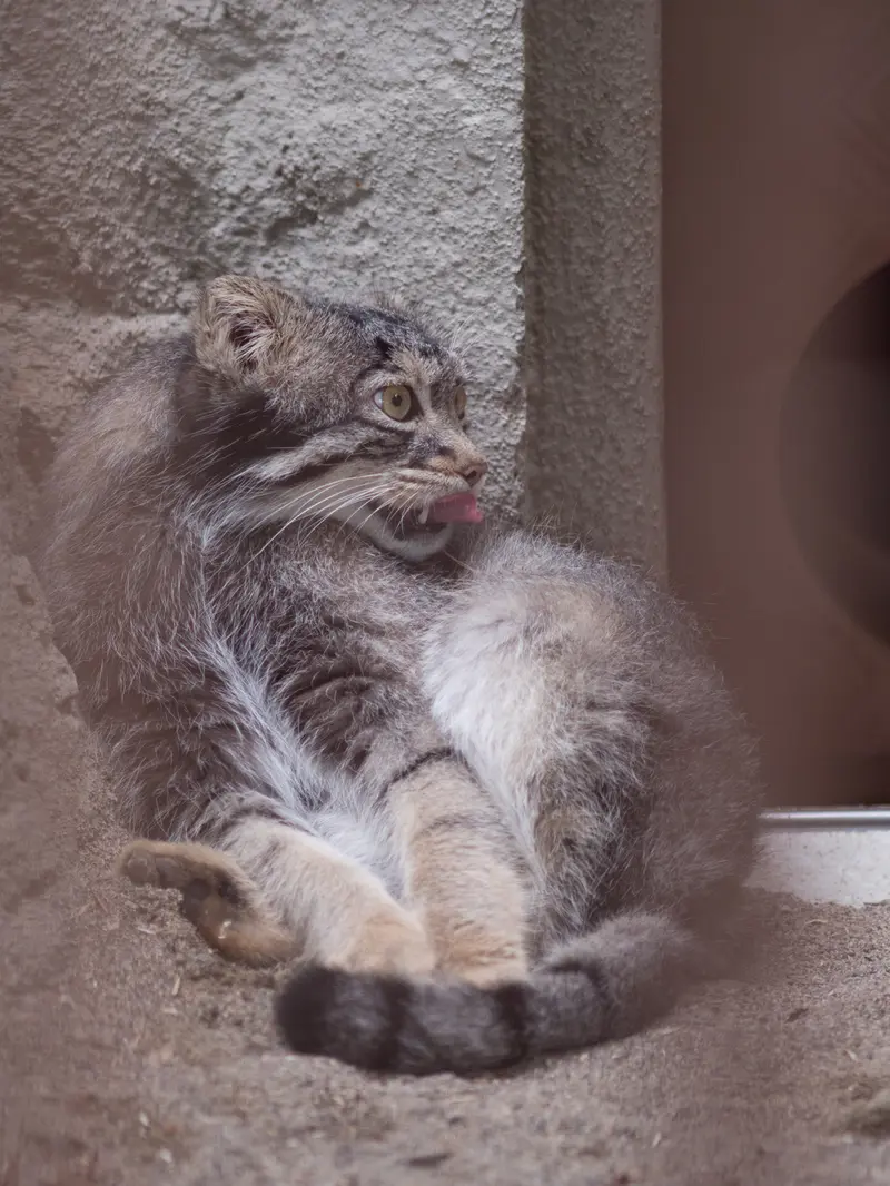 A photograph of Figa in Nogeyama Zoo
