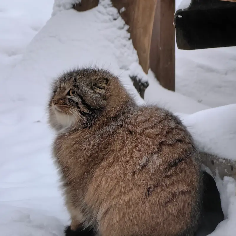 A photograph of Son of Snezhinka b.2025 Ⅳ in Novosibirsk Zoo